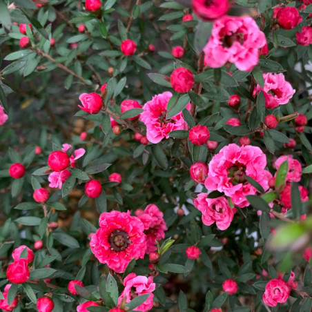 Leptospermum Scoparium 'Winter Cheer'