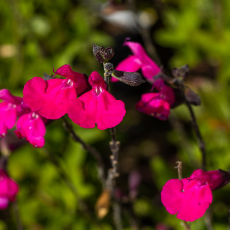 Salvia microphylla 'Cera Potosi' - Sauge arbustive