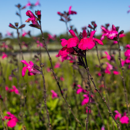 Salvia microphylla 'Cera Potosi' - Sauge arbustive