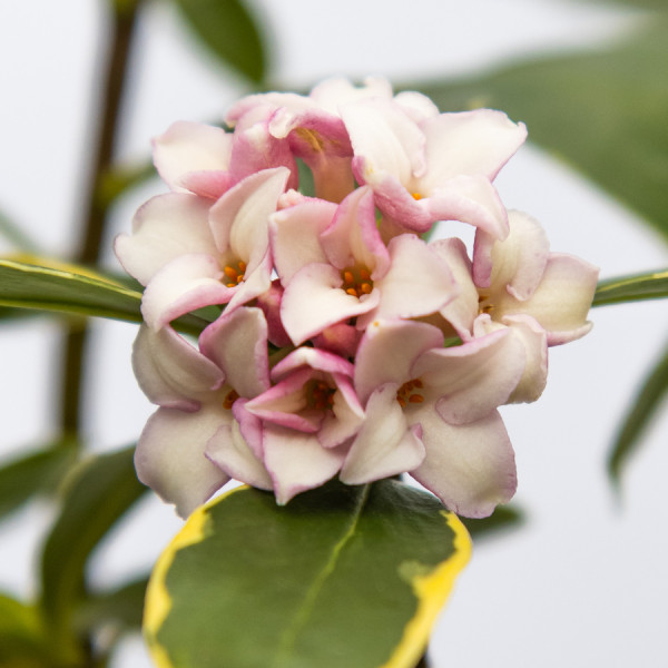 Daphne odora 'Aureomarginata'