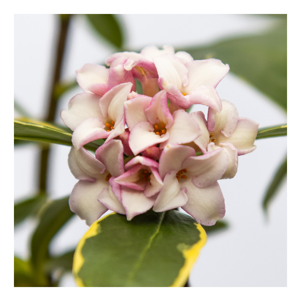 Daphne odora 'Aureomarginata'