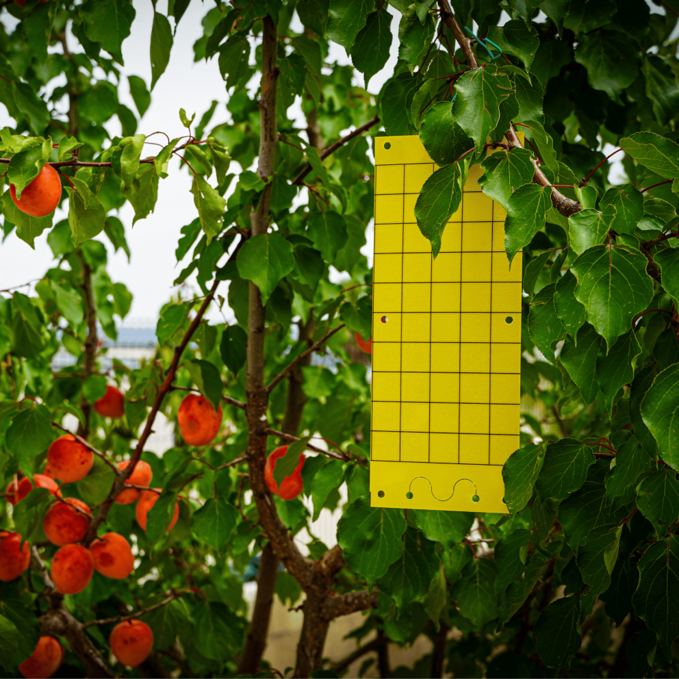 Piège englué, 25cm x 10cm