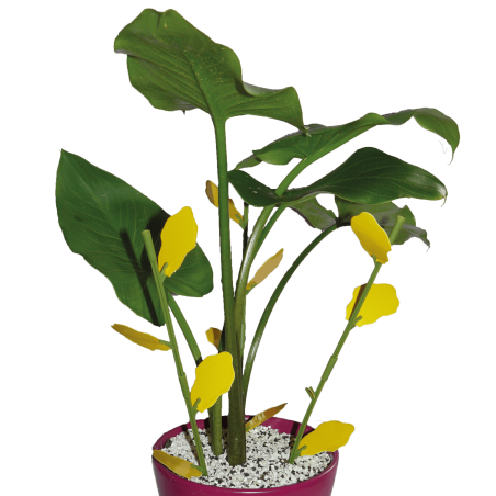 Piège floral englué pour plantes d'intérieur