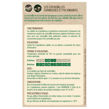 Anti-cochenilles -  Cryptolaemus européenne