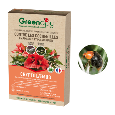 Anti-cochenilles -  Cryptolaemus européenne