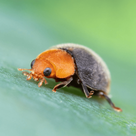 Anti-cochenilles -  Cryptolaemus européenne