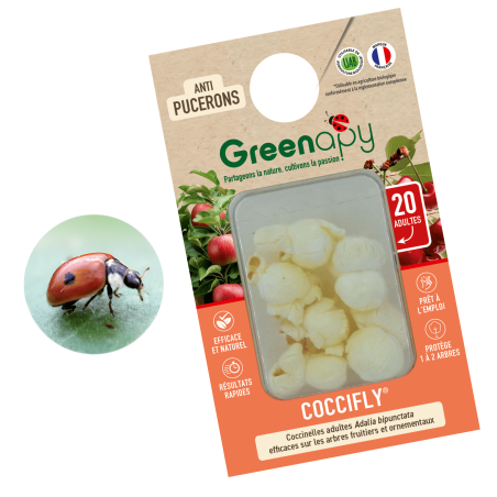 Anti-pucerons pour arbres - Adultes Coccifly européenne