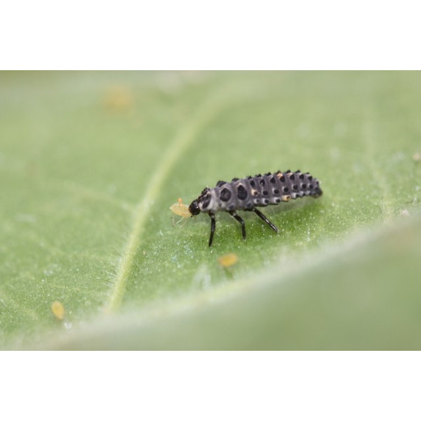 50 larves de Coccifly anti-pucerons
