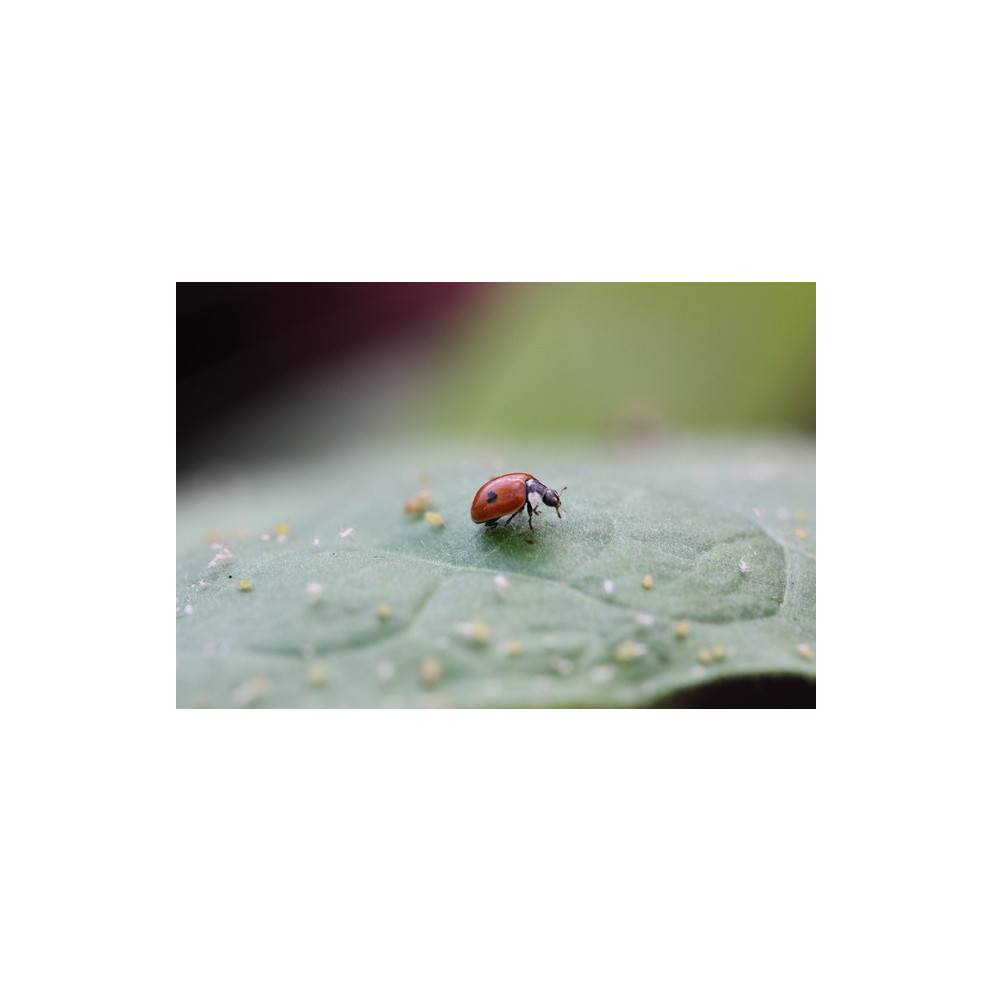 Anti-pucerons pour arbres - Adultes Coccifly européenne