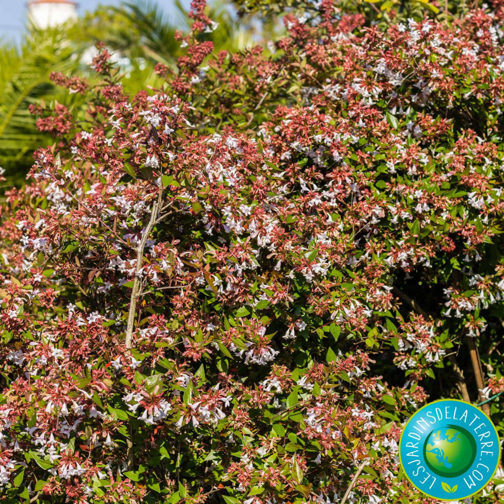 Abélia à grandes fleurs - Abelia x grandiflora