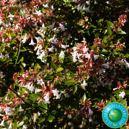 Abélia à grandes fleurs - Abelia x grandiflora