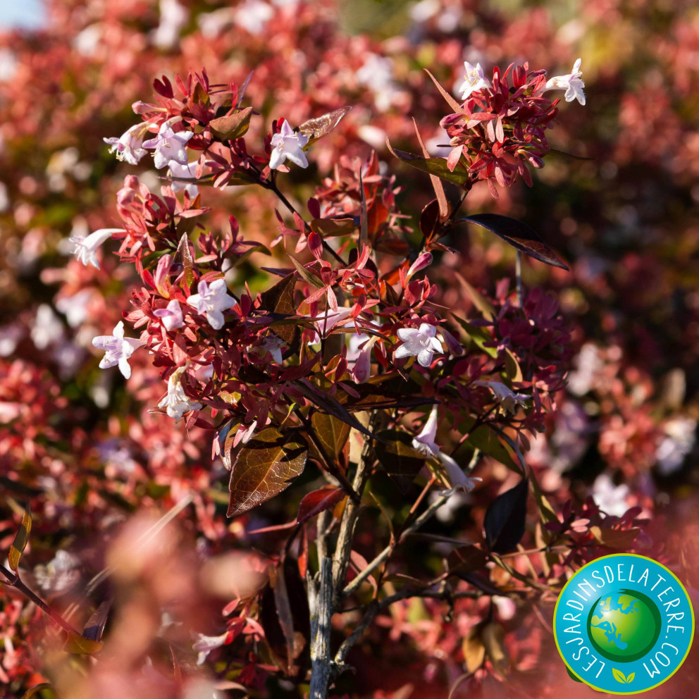 Abélia à grandes fleurs - Abelia x... Abélia à grandes fleurs - Abelia x...