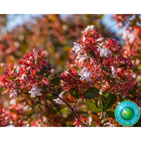 Abélia à grandes fleurs - Abelia x grandiflora