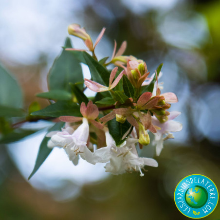 Abélia à grandes fleurs - Abelia x grandiflora