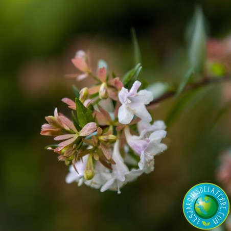 Abélia à grandes fleurs - Abelia x grandiflora