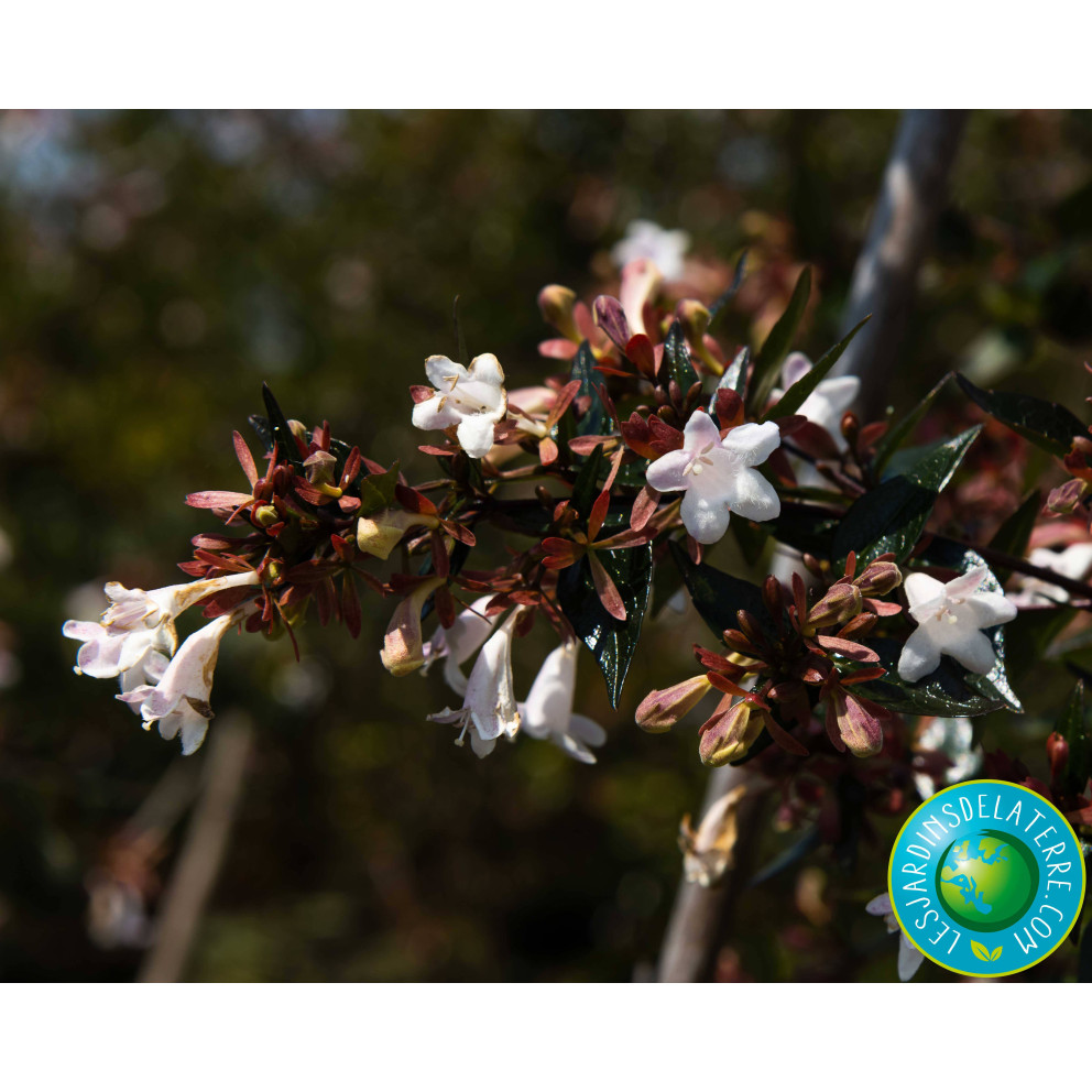 Abélia à grandes fleurs - Abelia x... Abélia à grandes fleurs - Abelia x...