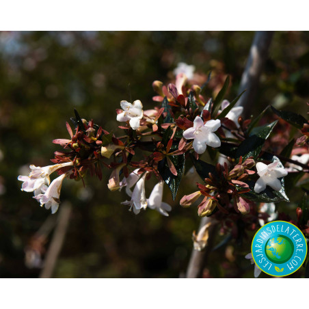 Abélia à grandes fleurs - Abelia x grandiflora