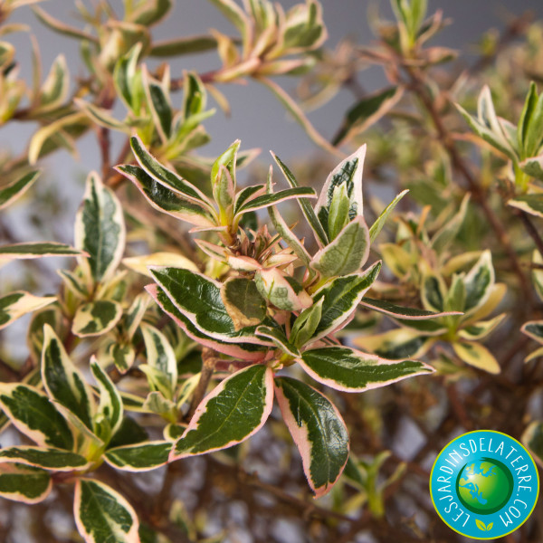 Abelia x grandiflora...