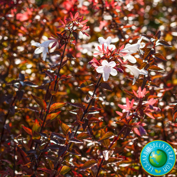 Abelia x grandiflora...