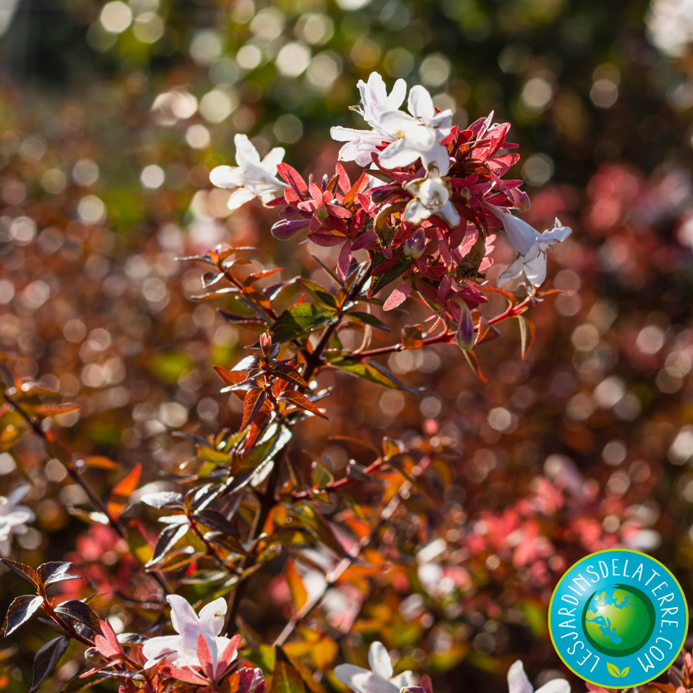 Abelia x grandiflora 'Sherwood'