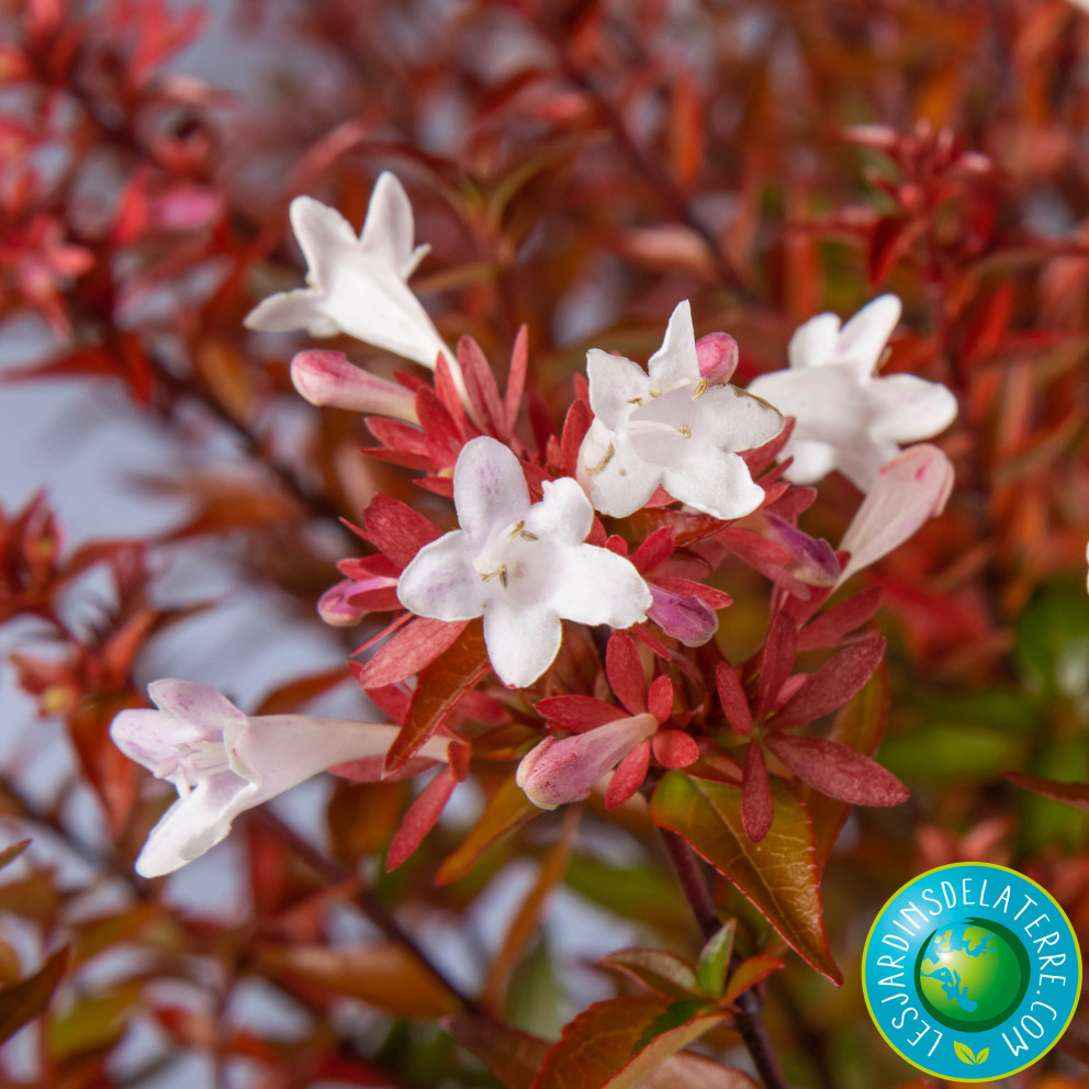 Abelia x grandiflora 'Sherwood'