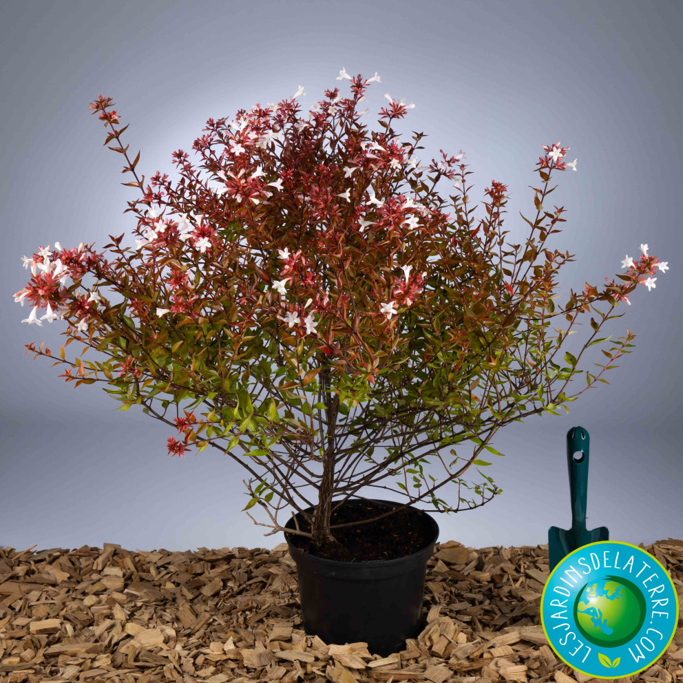 Abelia x grandiflora 'Sherwood'