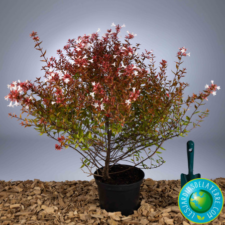 Abelia x grandiflora 'Sherwood'