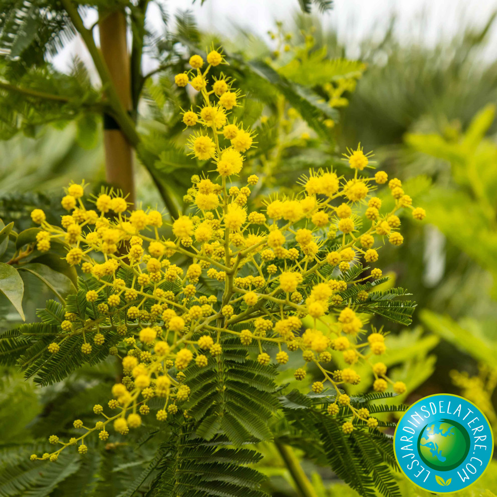 Mimosa d'hiver - Acacia dealbata 'Gaulois Astier'