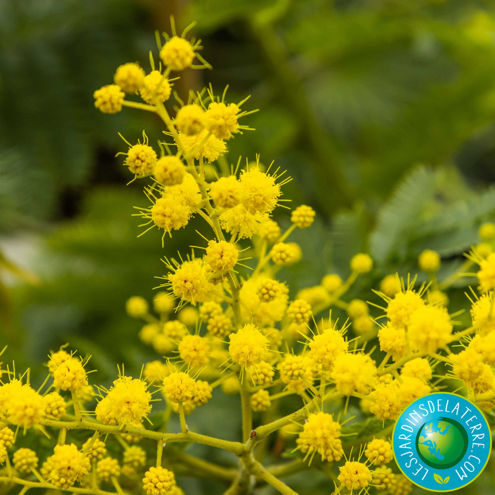 Mimosa d'hiver - Acacia dealbata... Mimosa d'hiver - Acacia dealbata...