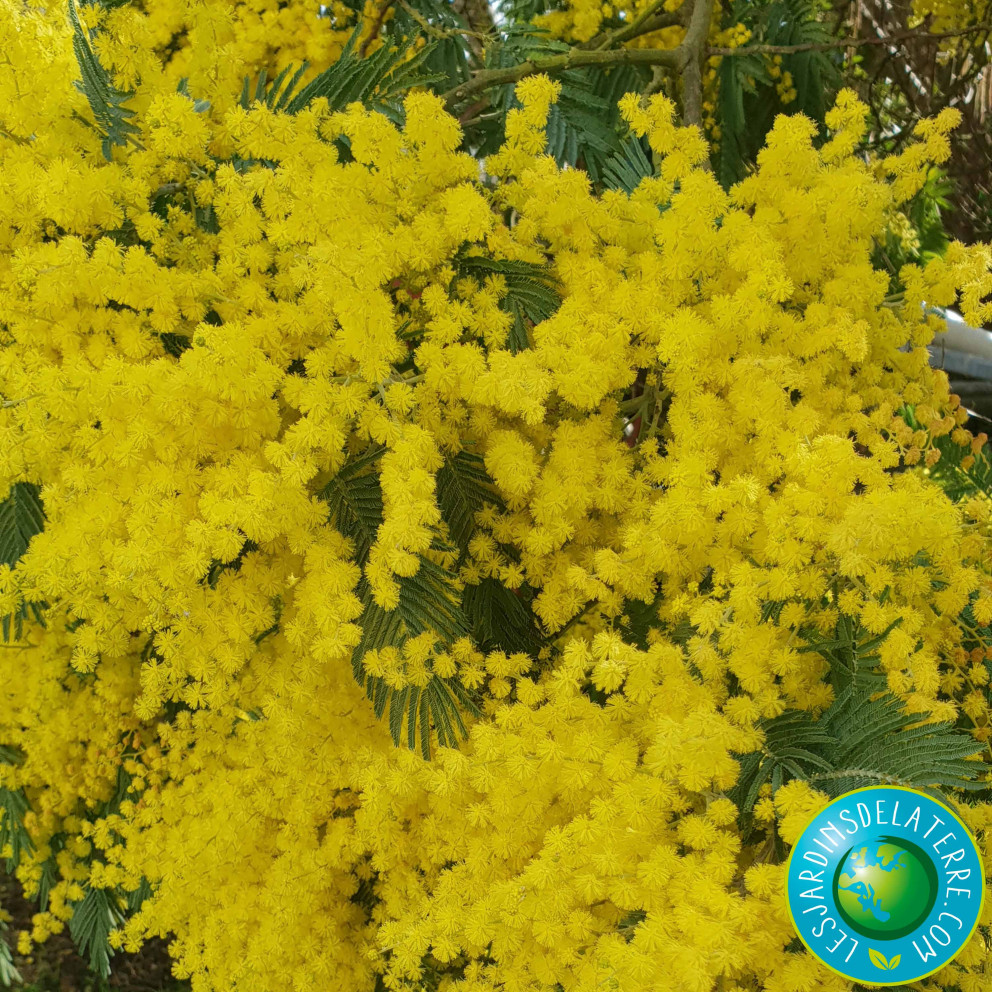 Mimosa d'hiver - Acacia dealbata... Mimosa d'hiver - Acacia dealbata...