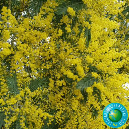 Mimosa d'hiver - Acacia dealbata 'Gaulois Astier'