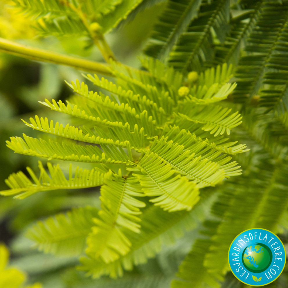 Mimosa d'hiver - Acacia dealbata... Mimosa d'hiver - Acacia dealbata...