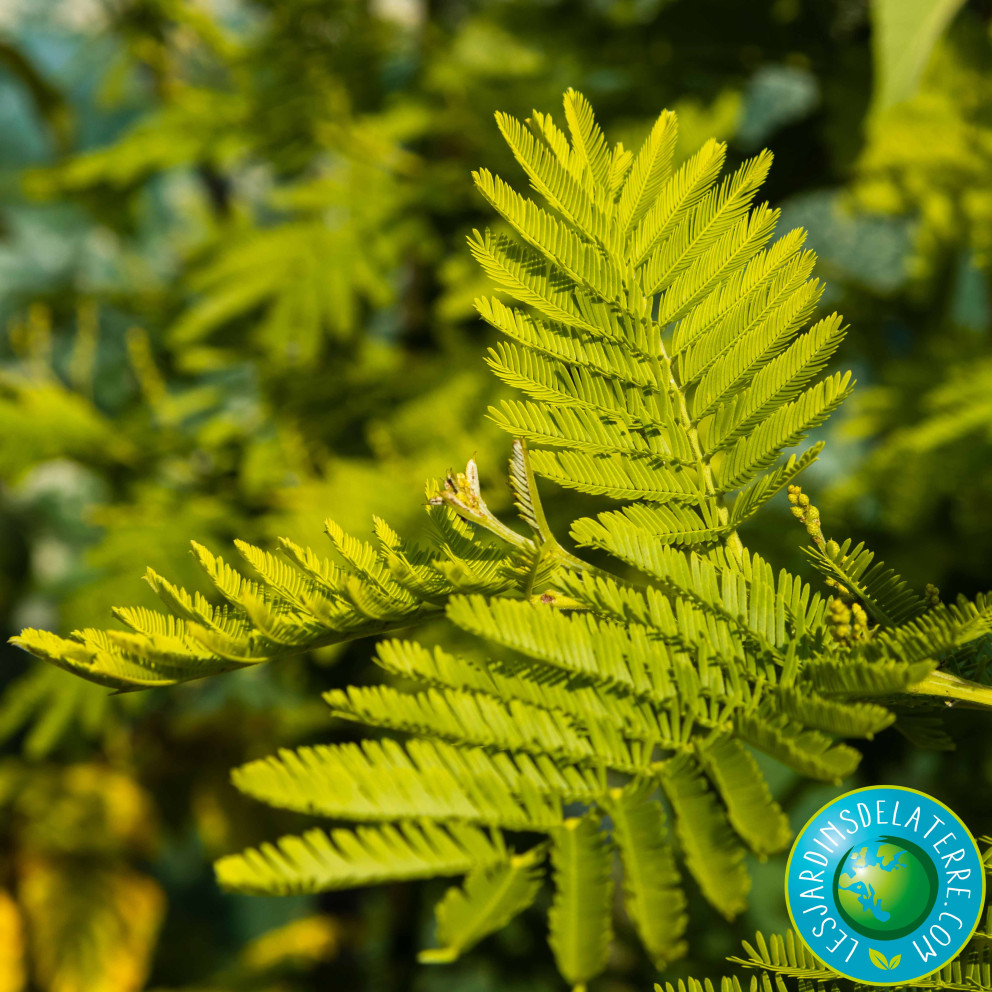 Mimosa d'hiver - Acacia dealbata... Mimosa d'hiver - Acacia dealbata...