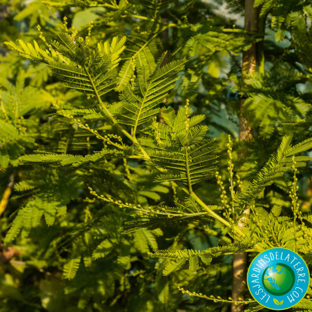 Mimosa d'hiver - Acacia dealbata 'Gaulois Astier'