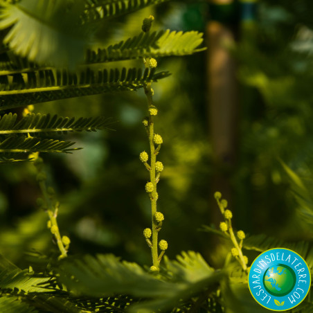 Mimosa d'hiver - Acacia dealbata 'Gaulois Astier'