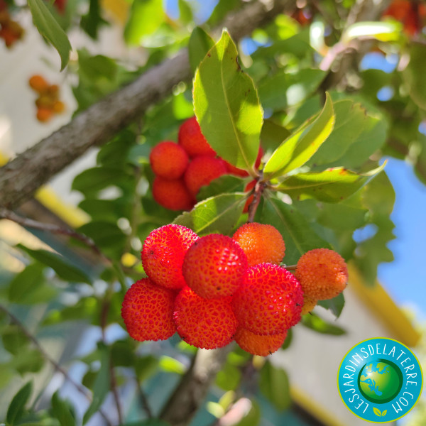 Arbre aux fraises -...