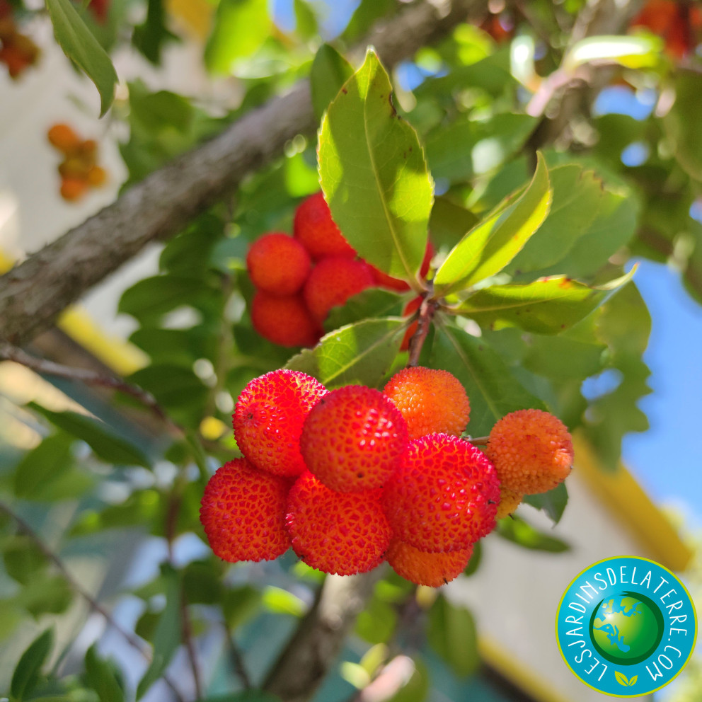 Arbre aux fraises - Arbousier - Arbutus unedo