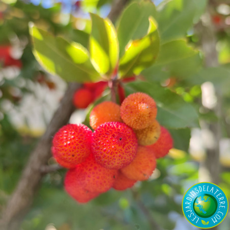 Fruits de l'arbre aux fraises Fruits de l'arbre aux fraises