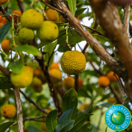 Arbre aux fraises - Arbousier - Arbutus unedo