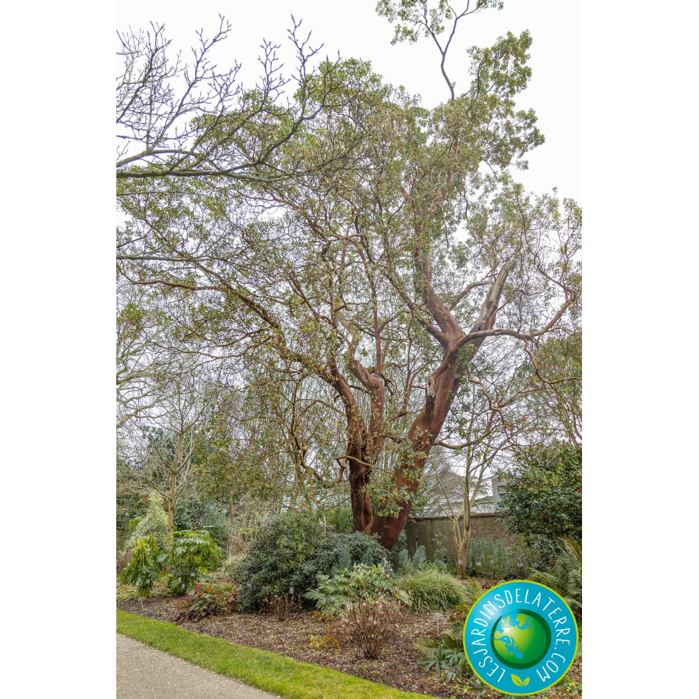 Arbutus unedo taille adulte Arbutus unedo taille adulte