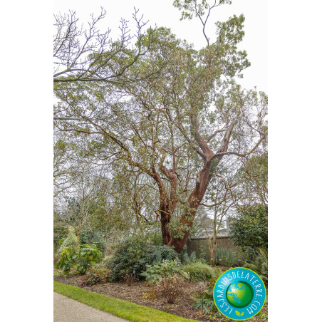 Arbutus unedo taille adulte Arbutus unedo taille adulte