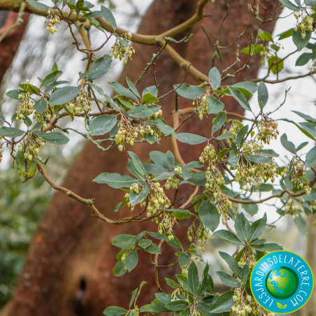 Arbre aux fraises - Arbousier - Arbutus unedo