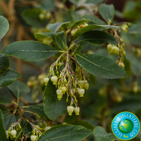 Arbre aux fraises - Arbousier - Arbutus unedo