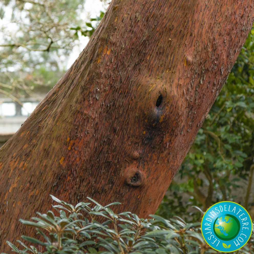 Arbre aux fraises - Arbousier -... Arbre aux fraises - Arbousier -...
