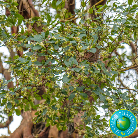 Arbre aux fraises - Arbousier - Arbutus unedo