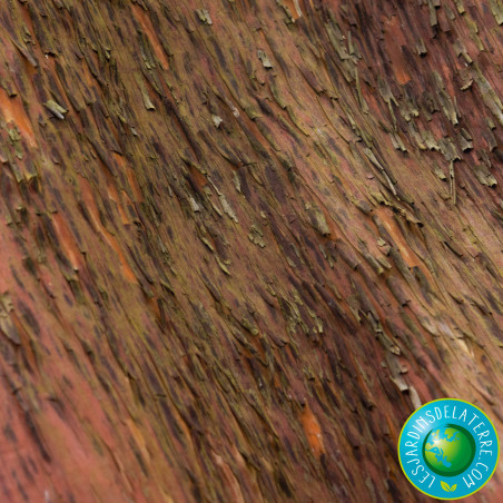 Arbre aux fraises - Arbousier - Arbutus unedo