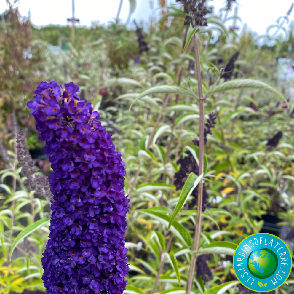 Buddleja davidii 'Back Knight' - Arbre aux papillons