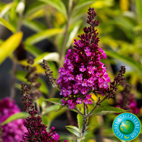 Buddleja davidii buzz 'Hot...