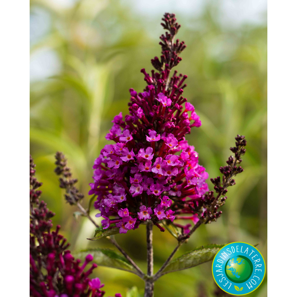 Buddleja davidii buzz 'Hot Raspberry'