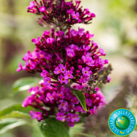 Buddleja davidii buzz 'Hot Raspberry'